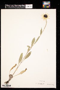 Rudbeckia hirta var. pulcherrima image