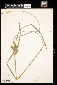 Carex rostrata image