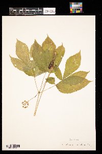 Aralia nudicaulis image