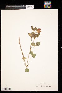 Trifolium pratense image