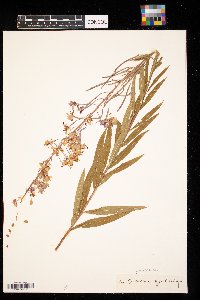 Epilobium coloratum image