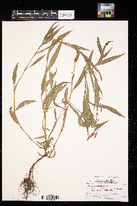 Persicaria pensylvanica image