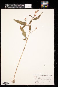 Persicaria pensylvanica image