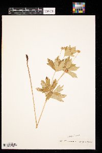 Anemone virginiana image