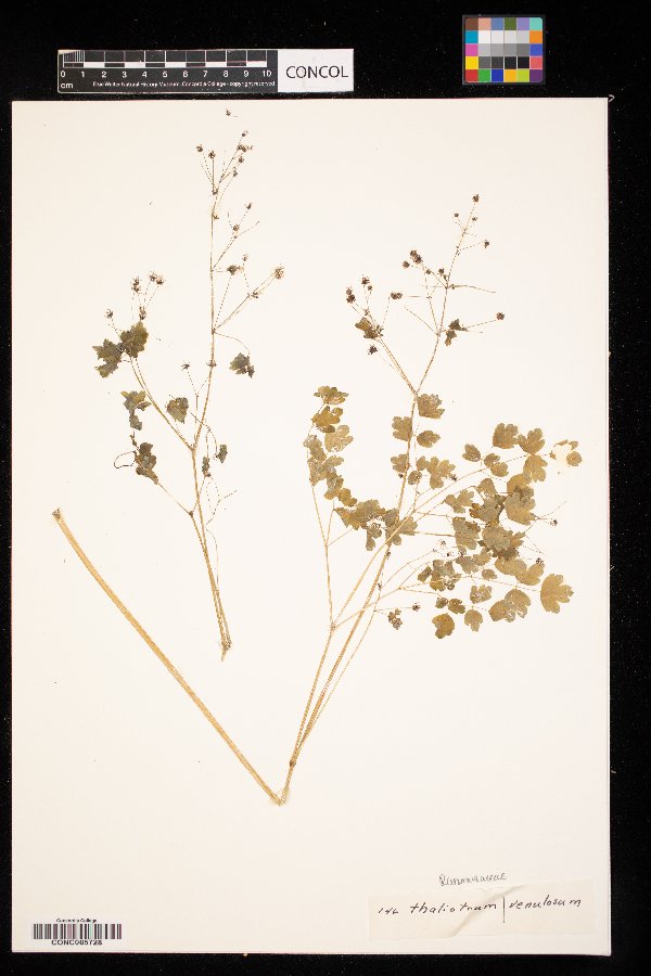 Thalictrum venulosum image