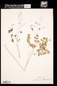 Thalictrum venulosum image