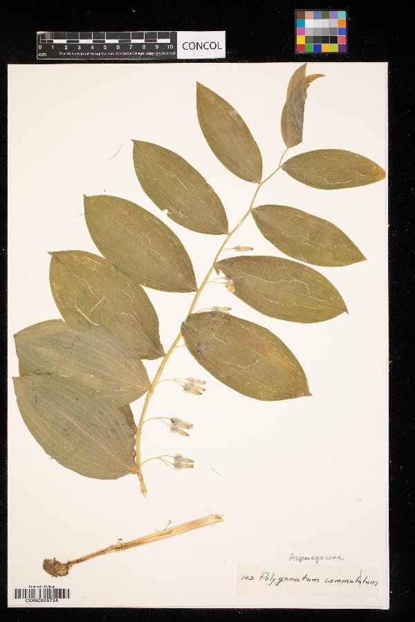 Polygonatum image