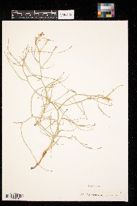 Lygodesmia juncea image