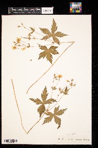 Geranium maculatum image