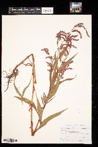 Persicaria lapathifolia image