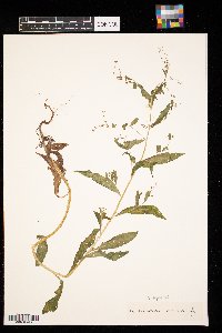 Hackelia virginiana image