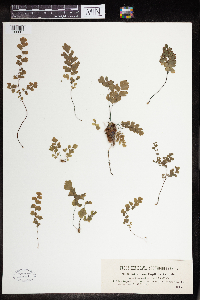 Adiantum capillus-veneris image