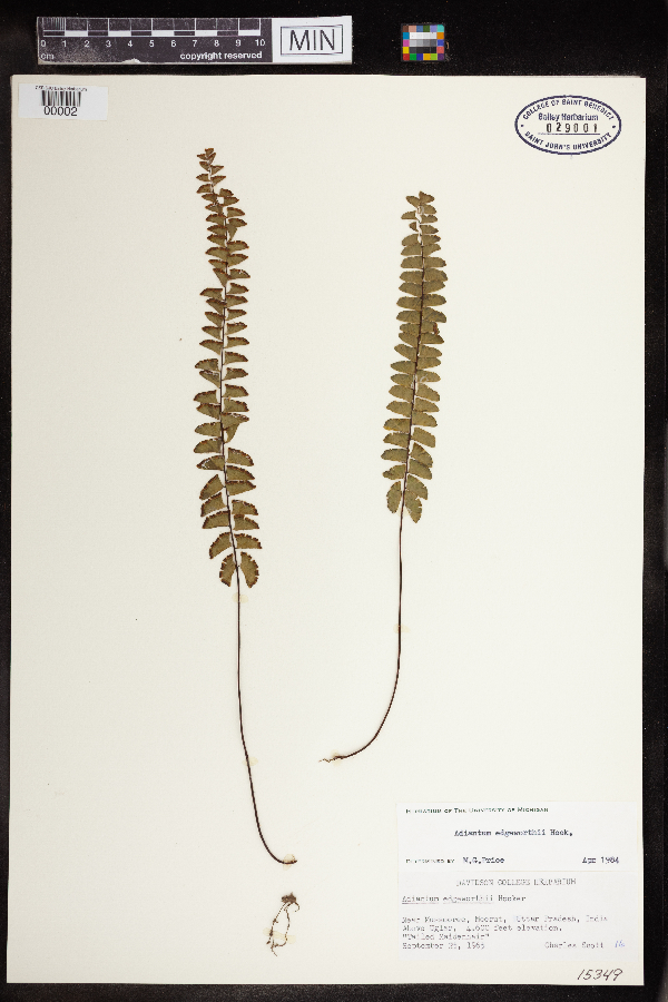 Adiantum edgeworthii image