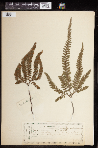 Adiantum patens image