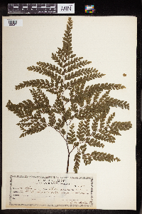 Adiantum formosum image