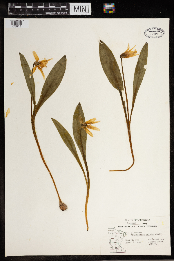 Liliaceae image