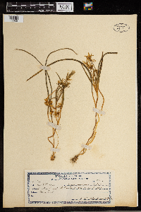 Gagea arvensis image