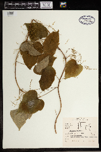 Dioscorea villosa image