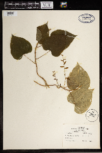 Dioscorea villosa image