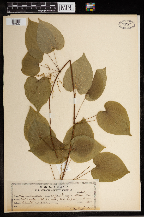 Dioscoreaceae image