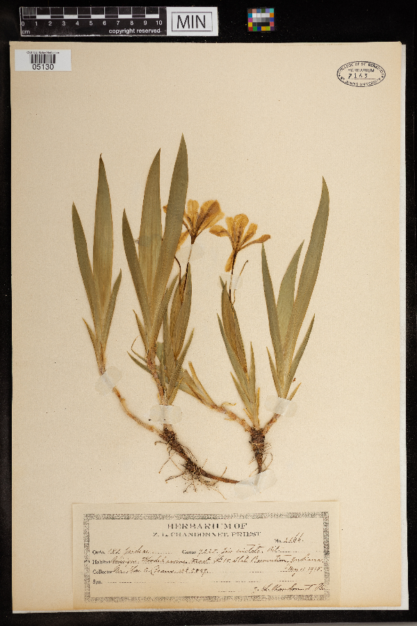 Iris cristata image