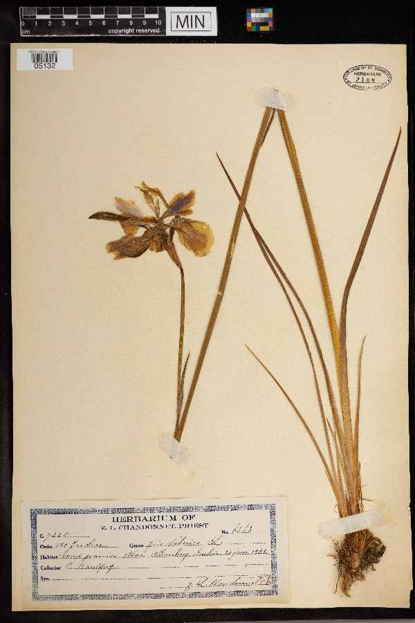 Iris sibirica image