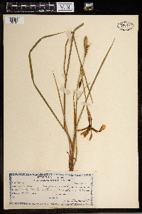 Iris prismatica image