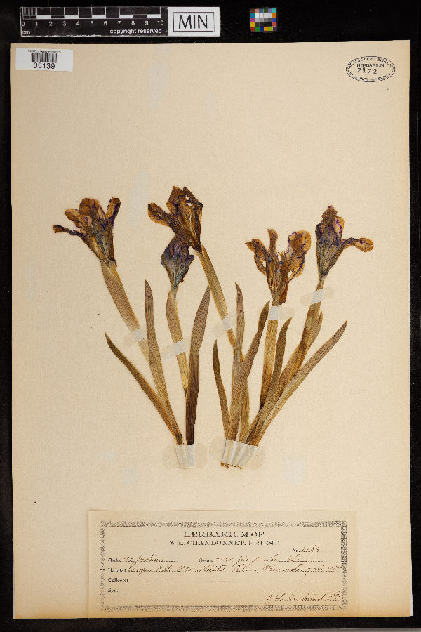 Iris pumila image