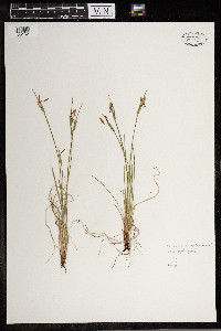 Sisyrinchium albidum image