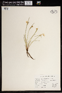 Sisyrinchium campestre image