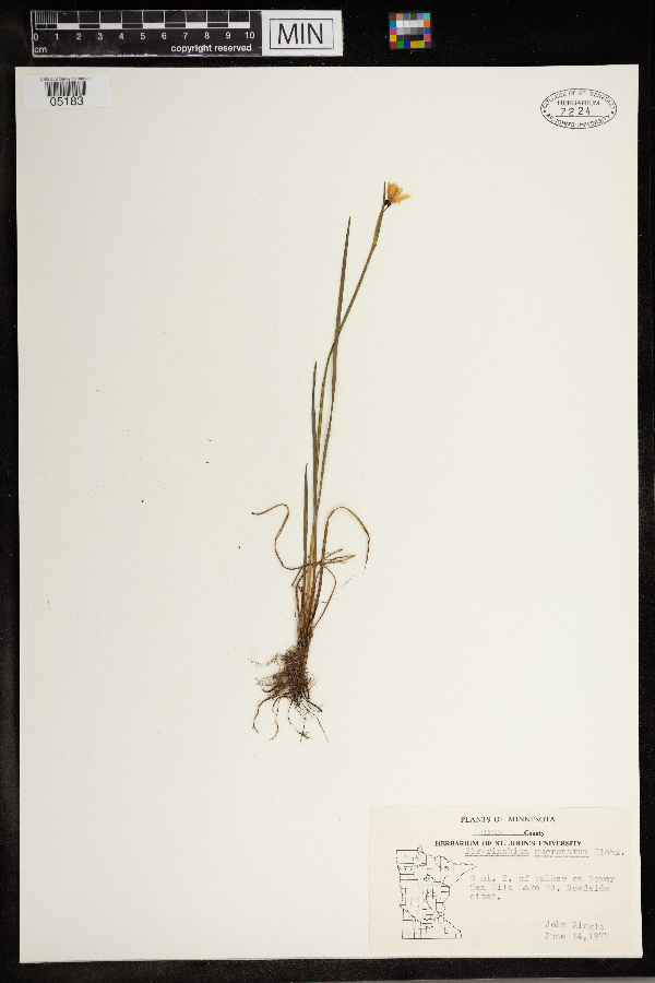 Sisyrinchium mucronatum image