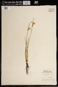 Sisyrinchium albidum image