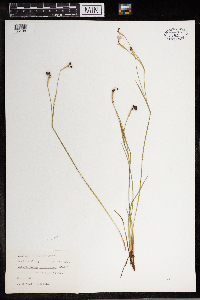 Sisyrinchium atlanticum image