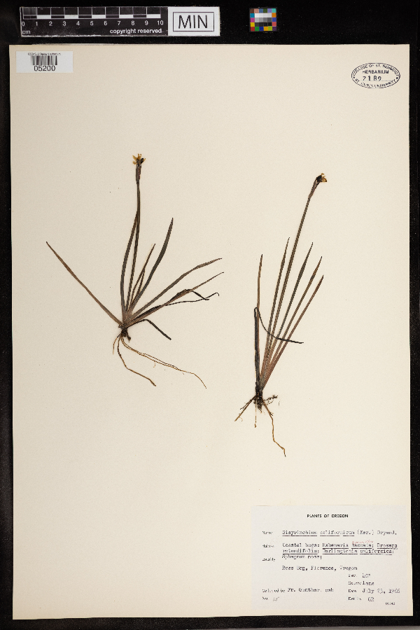 Sisyrinchium californicum image