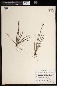 Image of Sisyrinchium californicum