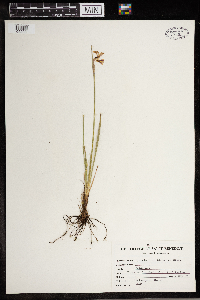 Sisyrinchium idahoense image