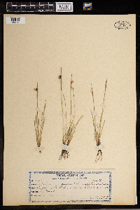 Image of Sisyrinchium septentrionale