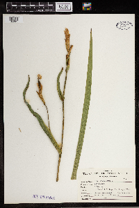 Iris pseudacorus image