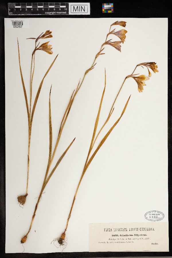 Gladiolus illyricus image