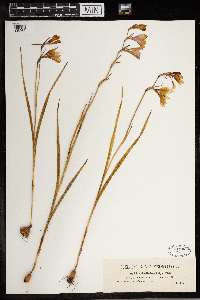 Image of Gladiolus illyricus