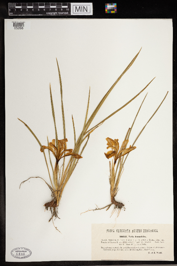 Iris humilis image