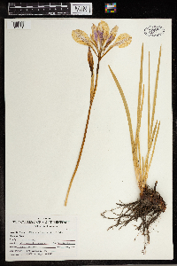 Iris missouriensis image