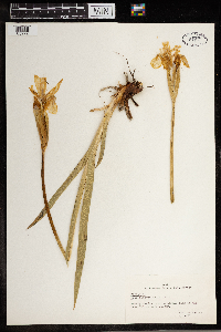 Iris missouriensis image