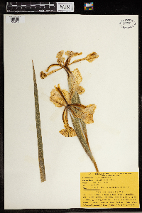 Iris pseudacorus image