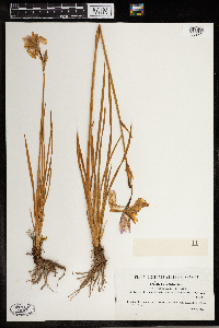 Iris sibirica image