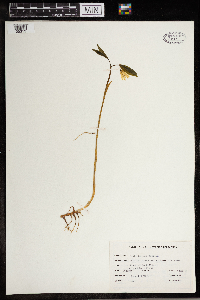 Uvularia sessilifolia image