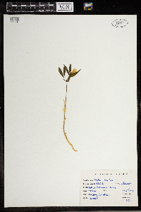 Uvularia sessilifolia image