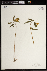 Uvularia sessilifolia image