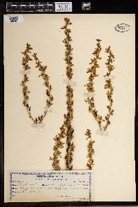Image of Veratrum californicum