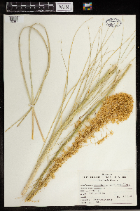 Xerophyllum tenax image